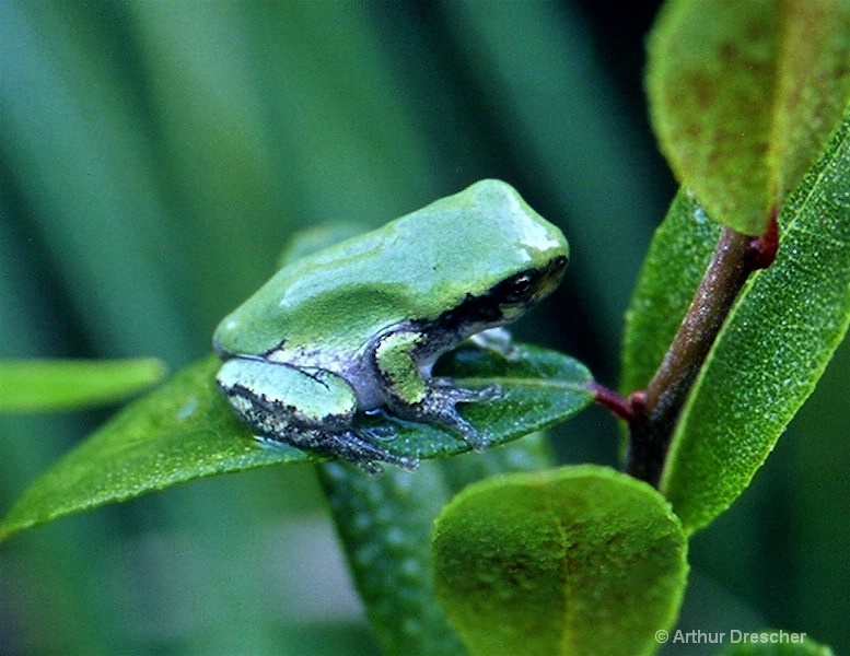 Tiny Tree Frog 