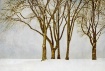 Winter Trees