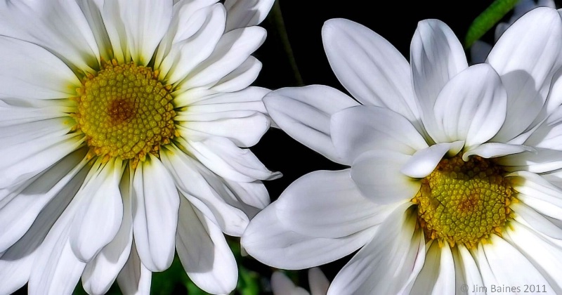 ~ An Exceptional Daisy ~