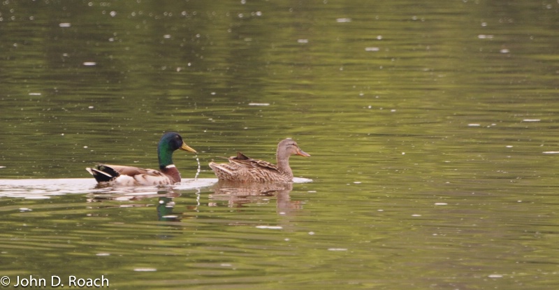 Fox River Ducks - ID: 11417225 © John D. Roach