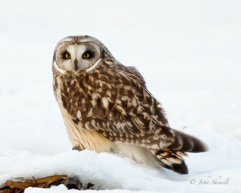 Short-eared Owl - Jan 19th, 2011 - ID: 11419477 © John Shemilt