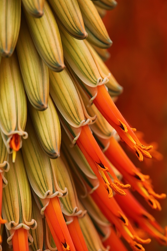 Arabian Aloe