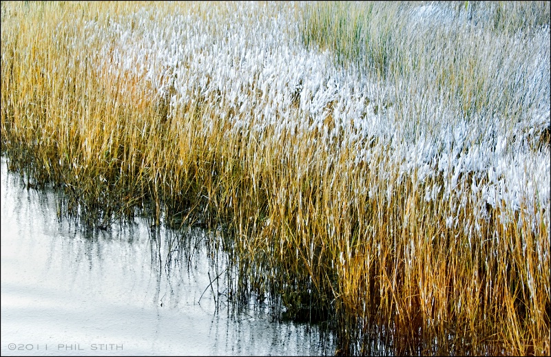 Snow on the Marsh Grass