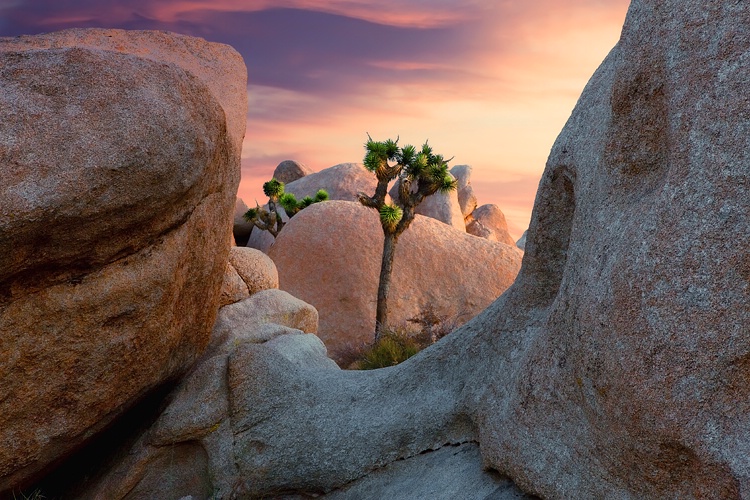 Joshua Tree NP