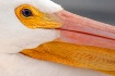 Pelican Folds
