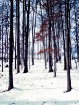 Snowy Woods
