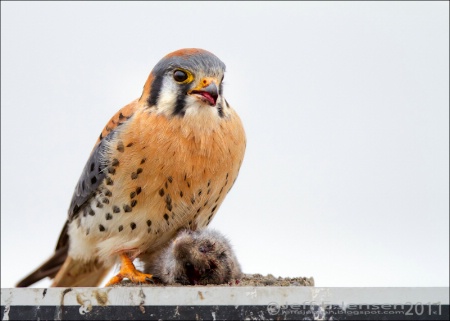 American Kestrel