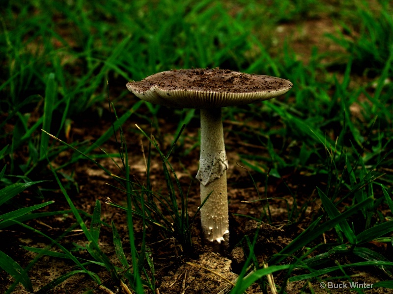 mushroom before the light of day