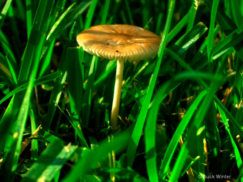 yellow mushroom