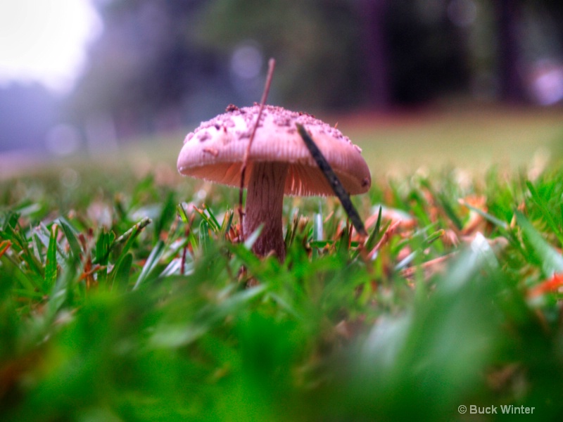 slightly pink mushroom