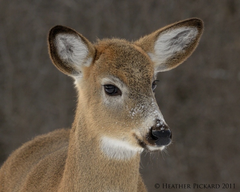 Eye to Eye with a White-tailed Deer