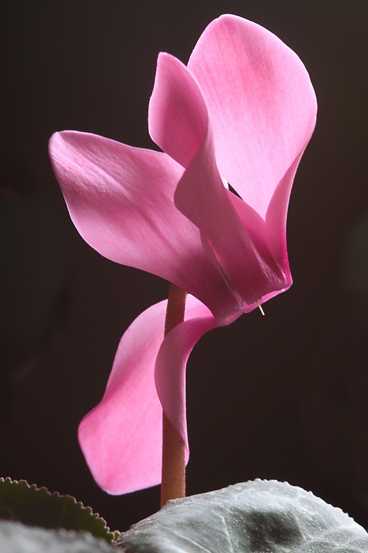 cyclamen