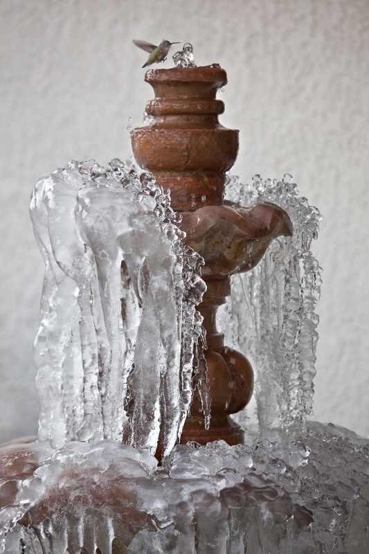 Chilly Bird Bath - ID: 11425101 © Patricia A. Casey