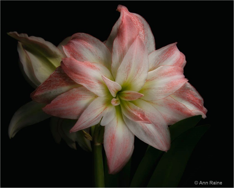 Amaryllis Beauty