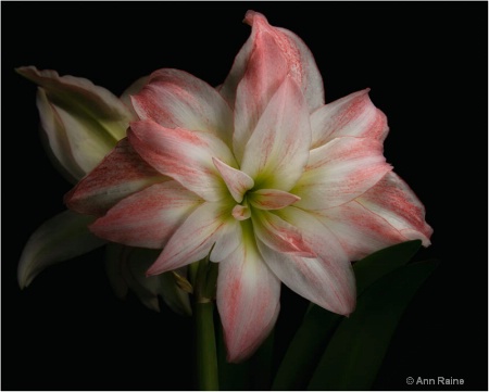 Amaryllis Beauty