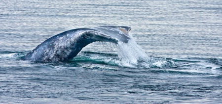 Gray Whale in Puget Sound