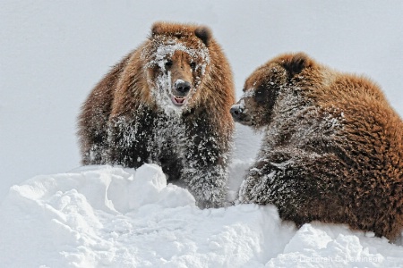 Snow Covered Bears