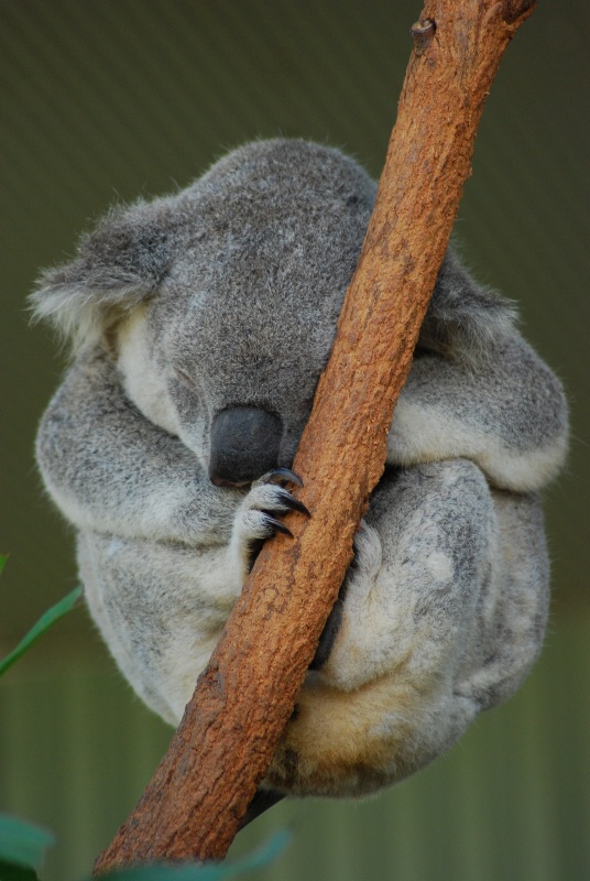Koala Asleep