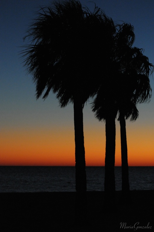 Sunset Silhouettes