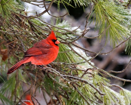 Northern Cardinal