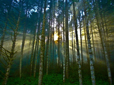 Morning Mist, Oregon