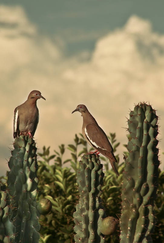 White Winged Doves