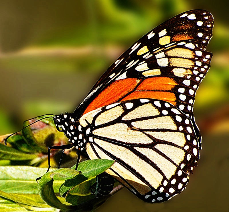 The Monarch - ID: 11428707 © Kathy Salerni