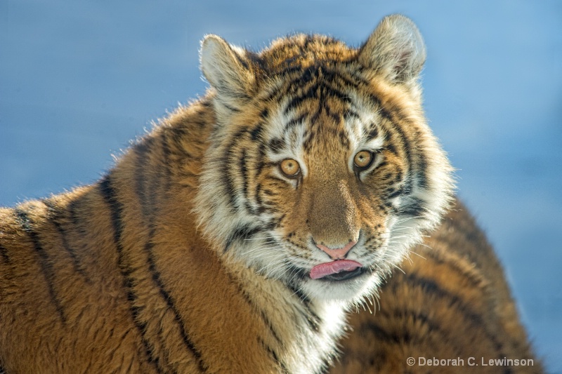 Amur Tiger - ID: 11429284 © Deborah C. Lewinson