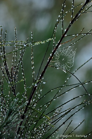 Dew morning!