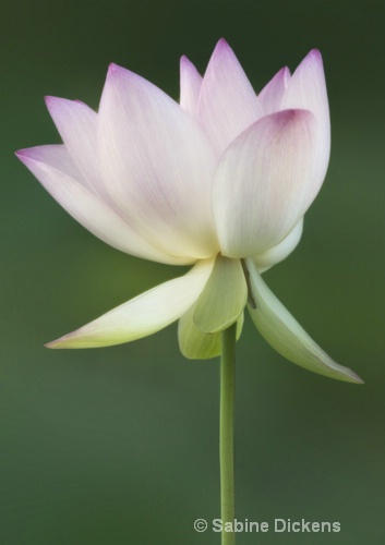 pale lotus