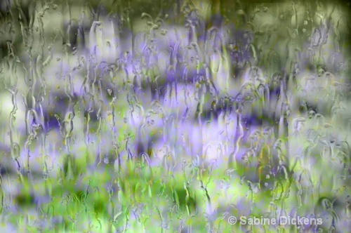 rain drops and irises