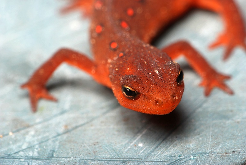 Eastern Newt - Eft stage - ID: 11429990 © Eric Highfield