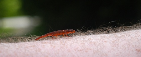 Eastern Newt - Eft stage (Size Reference)