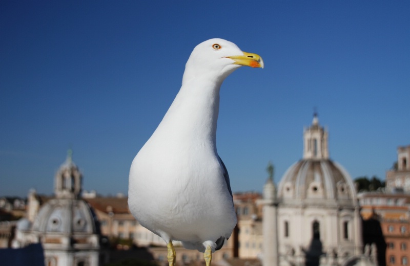 A seagull in Rome II