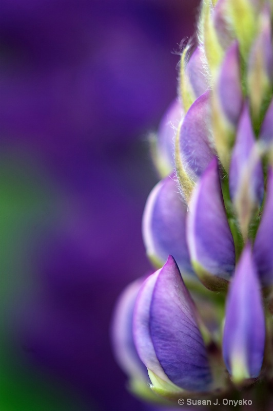 Lovely Lupin