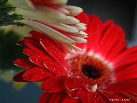 Red and White Gerbera Daisies
