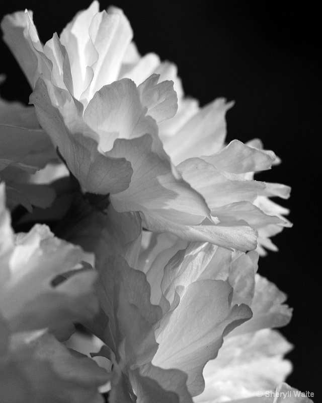 Pale Blossom