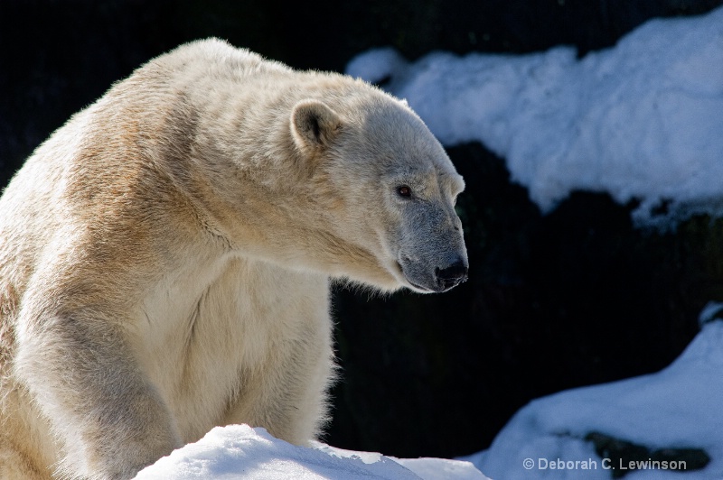 Lonely Polar Bear - ID: 11431956 © Deborah C. Lewinson