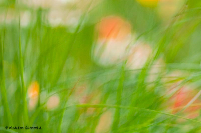 In Uli's Garden - ID: 11432797 © Marilyn Cornwell