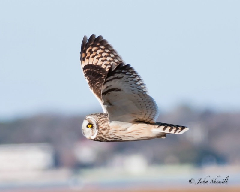 Short-eared Owl - Hampton Bays - Feb 6th, 2011 - ID: 11432839 © John Shemilt