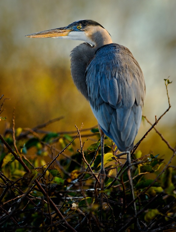 Great Blue Heron in the Everglades