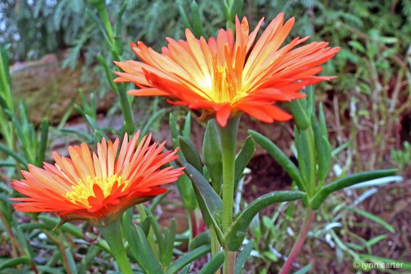 Hothouse Orange Flowers