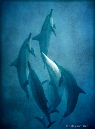 Dolphin Dance