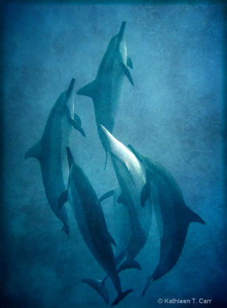 Dolphin Dance