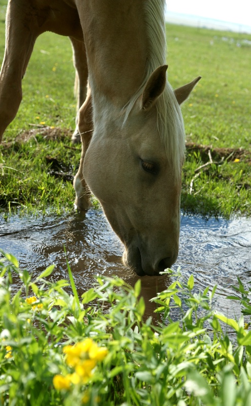 Rocky Mountaing Spring Water! - ID: 11434802 © Sharon L. Langfeldt