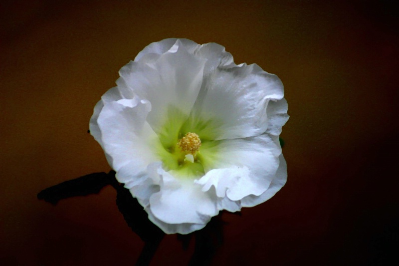 Flower - ID: 11434867 © Tomás Widow