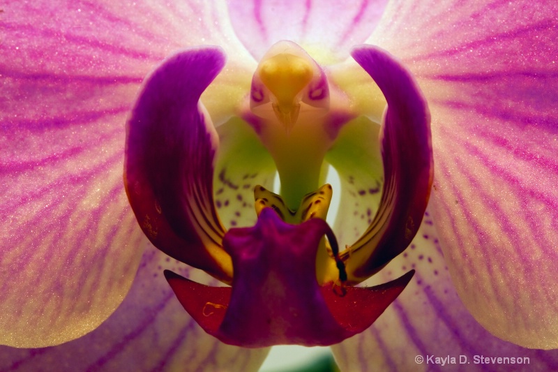 Bird in the Orchid