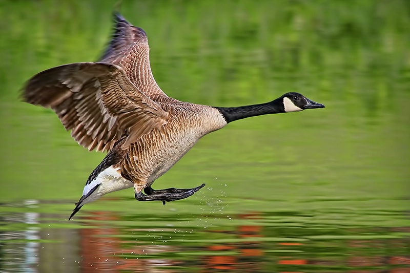 Landing Gear II