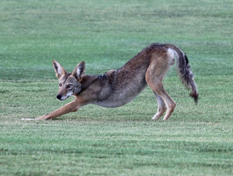 Morning Stretch - ID: 11435391 © Patricia A. Casey