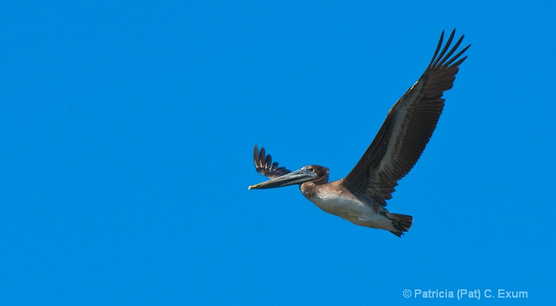 brown pelican in flight dsc 0506